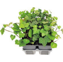 Plantes de lierre commun (Hedera helix) avec des feuilles lobées dans un plateau de culture en plastique gris.