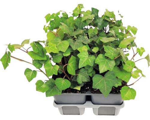 Plantes de lierre commun (Hedera helix) avec des feuilles lobées dans un plateau de culture en plastique gris.