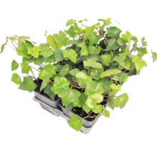 Lierre Hedera helix en pots sur un plateau.