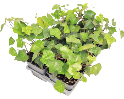 Lierre Hedera helix en pots sur un plateau.