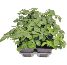 Plante couvre-sol Pachysandre du Japon Pachysandra terminalis dans un plateau de culture