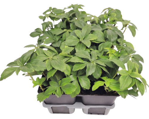 Plante couvre-sol Pachysandre du Japon Pachysandra terminalis dans un plateau de culture