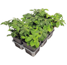 Couvre-sol Pachysandra terminalis pachysandre du Japon dans un plateau de culture avec plusieurs pots.