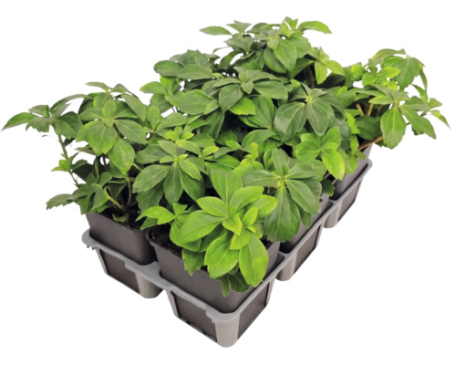 Couvre-sol Pachysandra terminalis pachysandre du Japon dans un plateau de culture avec plusieurs pots.
