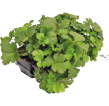 Fraisier doré Waldsteinia ternata en plateau de culture, couvre-sol persistant pour le jardin.