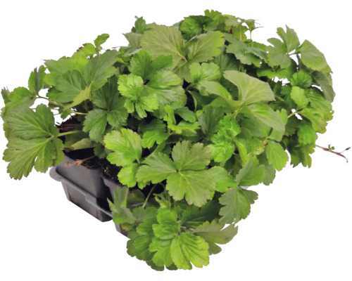 Fraisier doré Waldsteinia ternata en plateau de culture, couvre-sol persistant pour le jardin.