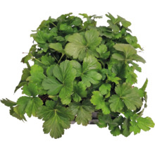 Plante couvre-sol Waldsteinia ternata avec feuilles en forme d'éventail.