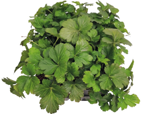 Plante couvre-sol Waldsteinia ternata avec feuilles en forme d'éventail.