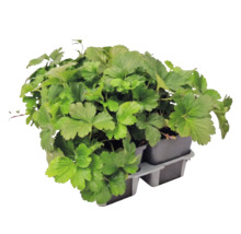 Waldsteinia ternata Fraisier doré dans un plateau de culture avec plusieurs pots.