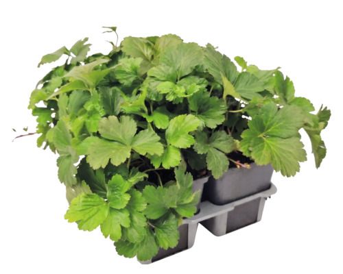 Waldsteinia ternata Fraisier doré dans un plateau de culture avec plusieurs pots.
