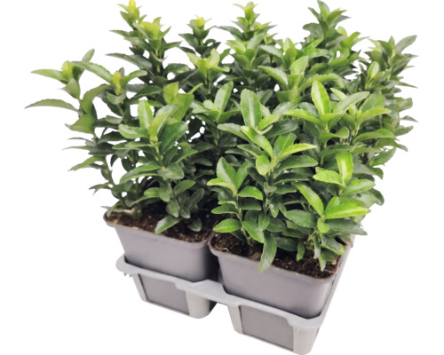Fusain du Japon Euonymus japonicus dans des pots de culture sur un plateau en plastique.