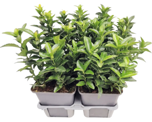 Fusain du Japon Euonymus japonicus en pot de culture, plante de haie à feuillage persistant pour le jardin.