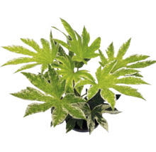 Plante d'intérieur Fatsia japonica Spiders Web aux feuilles palmées panachées.