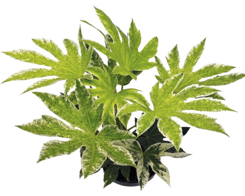 Plante d'intérieur Fatsia japonica Spiders Web aux feuilles palmées panachées.