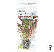 Plante d aquarium Alternanthera reineckii Red de Dennerle Plants en emballage transparent (Image AI modified or generated)