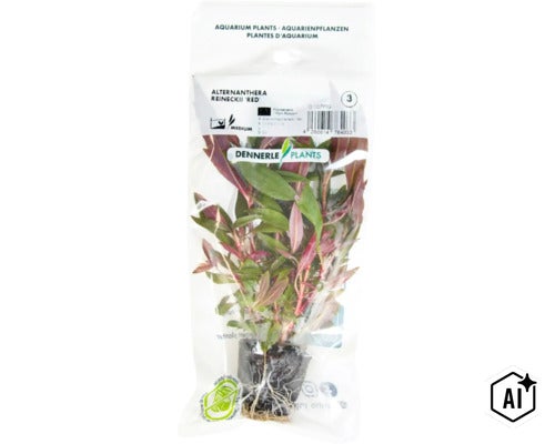Plante d aquarium Alternanthera reineckii Red de Dennerle Plants en emballage transparent (Image AI modified or generated)
