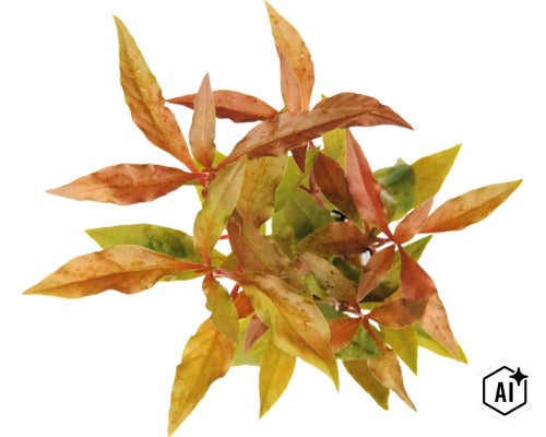 Une plante d'aquarium vue de dessus avec des feuilles allongées. (Image AI modified or generated)