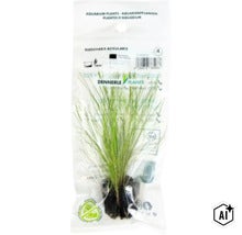 Dennerle Plants Eleocharis acicularis dans un sachet plastique (Image AI modified or generated)