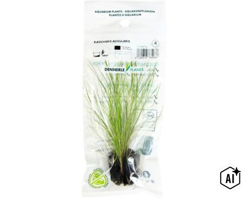 Dennerle Plants Eleocharis acicularis dans un sachet plastique (Image AI modified or generated)