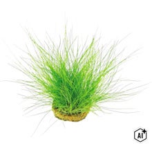 Une plante d aquarium verte avec des brins fins dans un panier de plantation. (Image AI modified or generated)