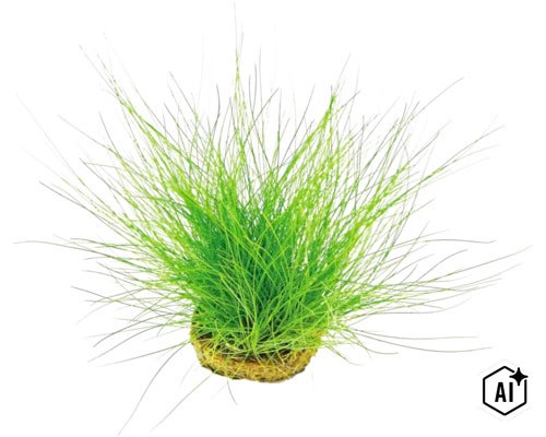 Une plante d aquarium verte avec des brins fins dans un panier de plantation. (Image AI modified or generated)