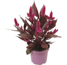 Silber-Brandschopf FloraSelf Celosia argentea 'Mystic Shades' Ø 12 cm Topf
