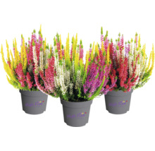 Blattschmuckheide FloraSelf Calluna vulgaris 'High Five' Ø 13 cm Topf
