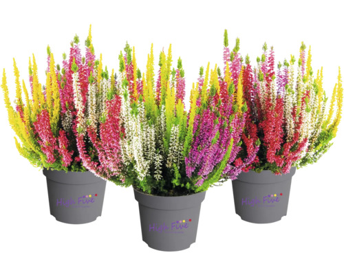 Blattschmuckheide FloraSelf Calluna vulgaris 'High Five' Ø 13 cm Topf