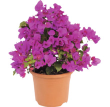 Bougainvillée avec fleurs violettes dans un pot de fleurs couleur terre cuite.