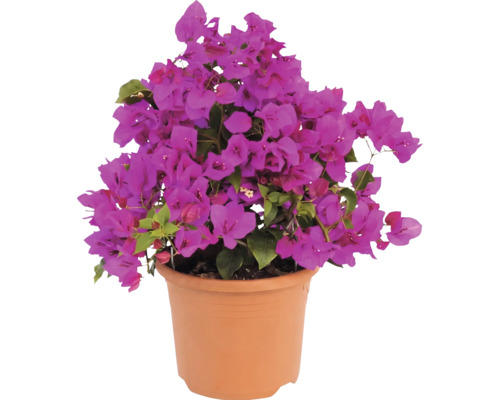 Bougainvillée avec fleurs violettes dans un pot de fleurs couleur terre cuite.