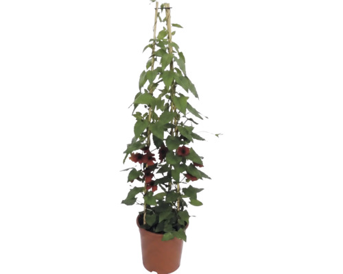 Suzanne aux yeux noirs (Thunbergia alata) avec des fleurs brun orange dans un pot avec un tuteur en bambou.