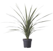 Plante artificielle aux feuilles longues et pointues dans un pot en plastique noir.