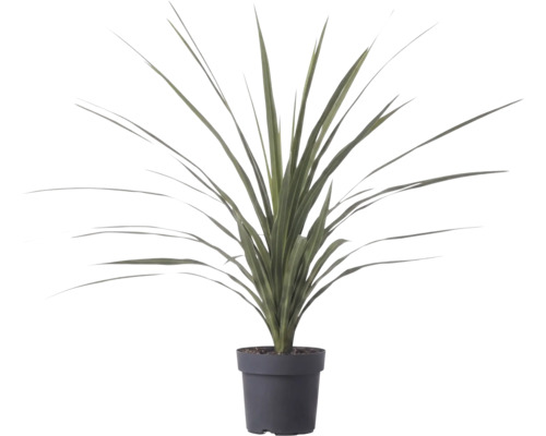 Plante artificielle aux feuilles longues et pointues dans un pot en plastique noir.