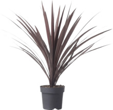 Cordyline australis Red Star Keulenlilie im Kunststofftopf mit langen schwertförmigen dunkelroten Blättern.