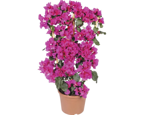Bougainvillier rose dans un pot en plastique avec un support en bambou.