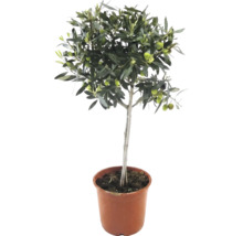 Olivier sur tige avec des feuilles vertes et des olives dans un pot en plastique brun.