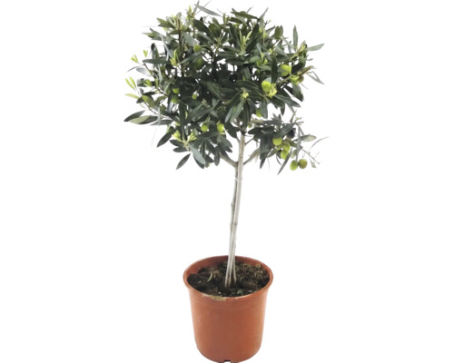 Olivier sur tige avec des feuilles vertes et des olives dans un pot en plastique brun.