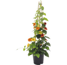 Suzanne aux yeux noirs (Thunbergia alata) en pot avec tuteur en bambou, fleurs jaunes et orange à cœur noir.