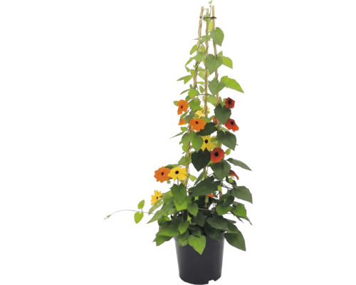Suzanne aux yeux noirs (Thunbergia alata) en pot avec tuteur en bambou, fleurs jaunes et orange à cœur noir.