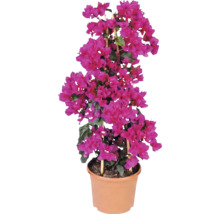 Bougainvillée avec des bractées roses dans un pot avec un support en bambou.