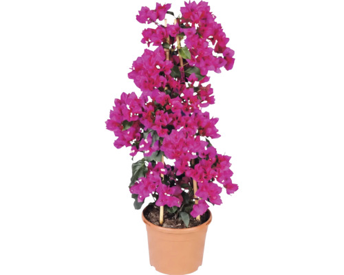 Bougainvillée avec des bractées roses dans un pot avec un support en bambou.
