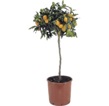 Kumquat sur tige Citrus japonica avec des fruits orange et des feuilles vertes dans un pot en plastique brun.