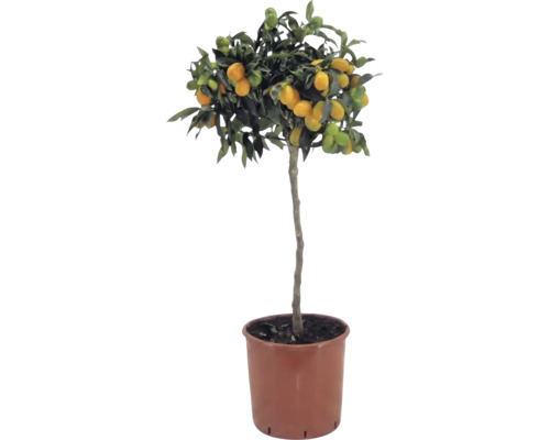 Kumquat sur tige Citrus japonica avec des fruits orange et des feuilles vertes dans un pot en plastique brun.