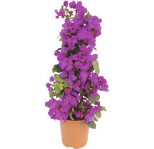 Bougainvillier en fleurs dans un pot de couleur terre cuite, forme pyramidale avec des bractées violettes et des feuilles vertes.