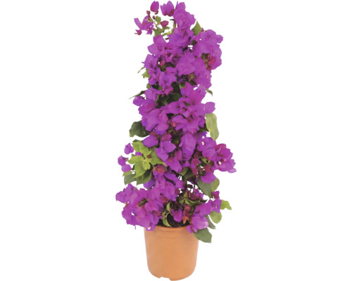 Bougainvillier en fleurs dans un pot de couleur terre cuite, forme pyramidale avec des bractées violettes et des feuilles vertes.