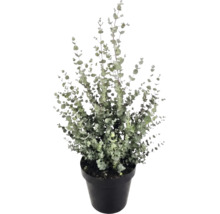 Eukalyptus-Pflanze (Eucalyptus gunnii) in einem schwarzen Kunststofftopf mit vielen kleinen, runden Blättern an aufrechten Zweigen.
