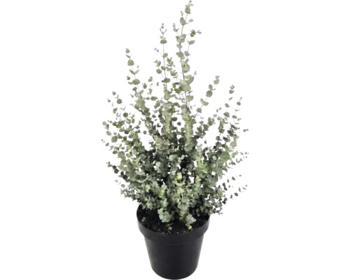 Eukalyptus-Pflanze (Eucalyptus gunnii) in einem schwarzen Kunststofftopf mit vielen kleinen, runden Blättern an aufrechten Zweigen.
