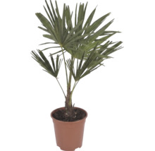 Palmier chanvre de Chine Trachycarpus fortunei avec feuilles en forme d'éventail dans un pot en plastique brun.