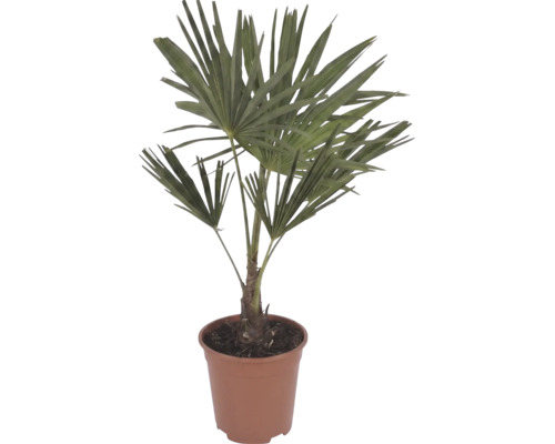 Palmier chanvre de Chine Trachycarpus fortunei avec feuilles en forme d'éventail dans un pot en plastique brun.