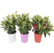 Drei Mandevilla-Pflanzen (Dipladenia) mit grünen Blättern und Blüten in weißen, violetten und roten Töpfen.